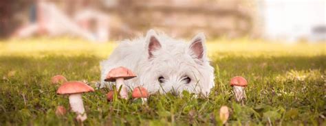 I Cani Possono Mangiare Le Uova Cotte O Crude Guida Veterinaria