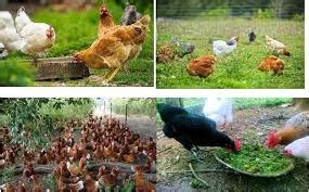 BACKYARD POULTRY FARMING Pashudhan Praharee