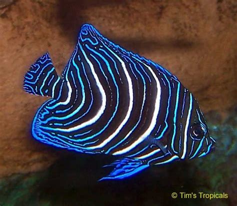 Black And White Striped Fish Florida For Detailed Identification