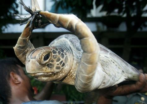 Illegal Animals Photos From The International Black Market Ibtimes