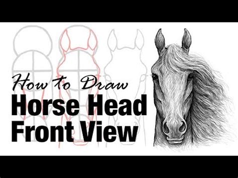 Horse Head Drawing Front View - How To Draw Horse Head | Driskulin