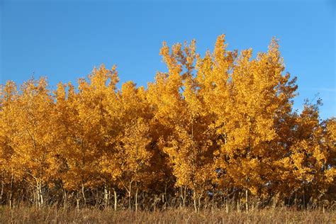 Autumn Colors Free Stock Photo Public Domain Pictures