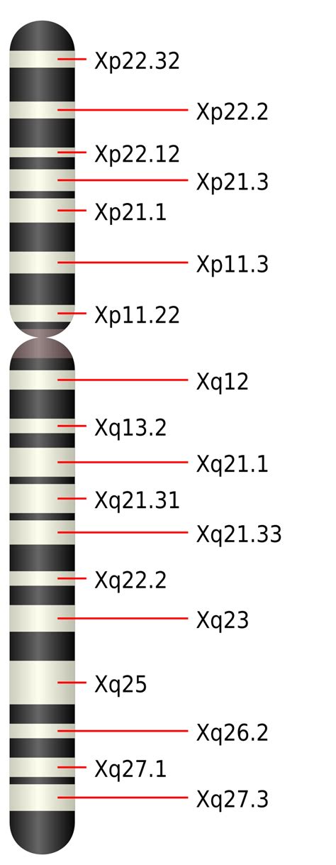 分子人類学：molecular Anthropology