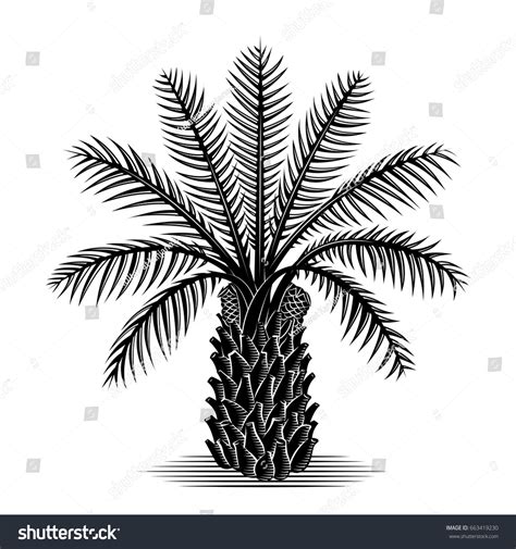 African Oil Palm Tree