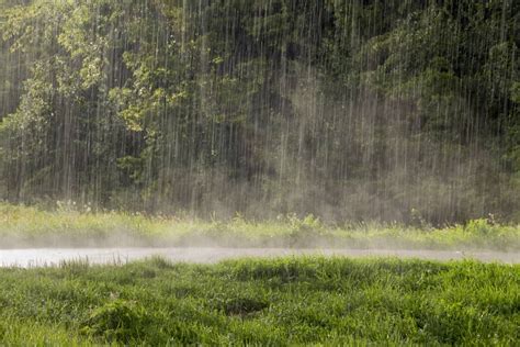 How Long Should Fertilizer Be Down Before It Rains? | Obsessed Lawn