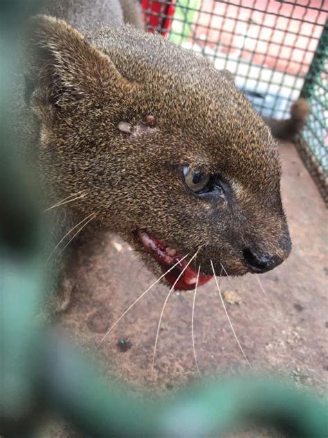 Gato Mourisco Capturado Em Constru O Em Paranava