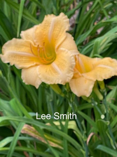 Daylily Hemerocallis Lee Smith In The Daylilies Database Garden Org