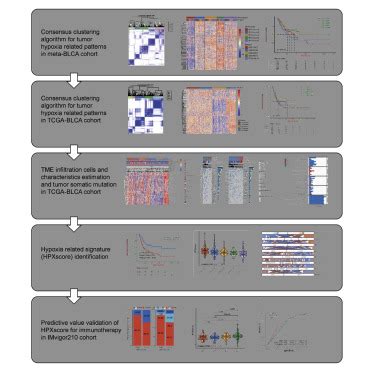 Characterization Of Hypoxia Response Patterns Identified Prognosis And