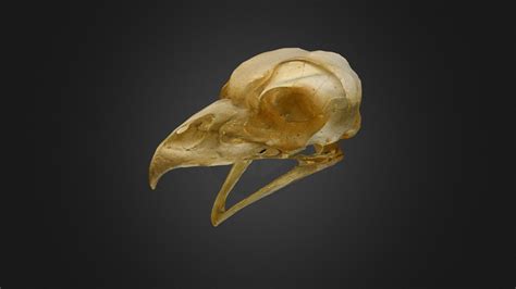 Bird Skull