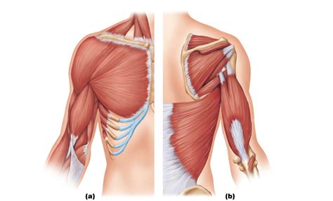 lesson 8: muscles causing movements of the arm and forearm Diagram ...