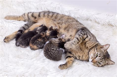 Cat Breeding Big Dogs Big Hearts