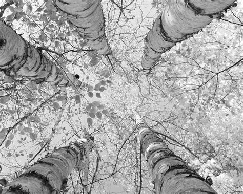 Black And White Birch Tree Art