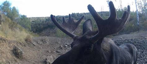 Shiras Moose Gallery - Backyard Trail Camera