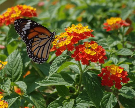 Growth Habits Of Multiple Varieties Of Lantana For San Antonio