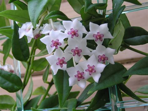 Your Best Guide To Hoya Bella Plant Care