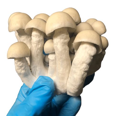 New Regulations Will Monitor Every Canada Shrooms Delivery Soon - RYZE Superfoods