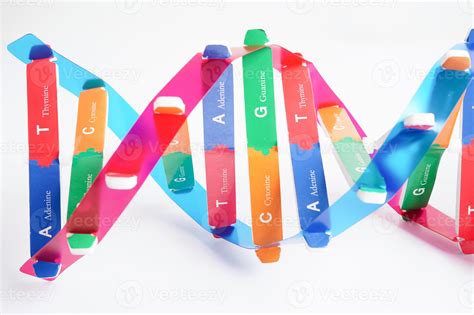 Adn Molécula Espiral Estructura Modelo Aislado En Blanco Fondo Cromosoma Y Gene Químico