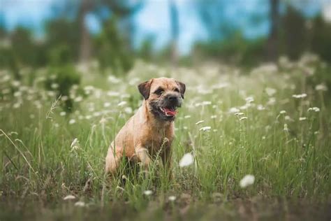 6 Best Border Terrier Training Books (That’ll Make Your Dog Brilliant ...