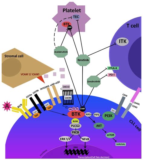 Brutons Kinase Inhibitors In Chronic Lymphocytic Leukemia