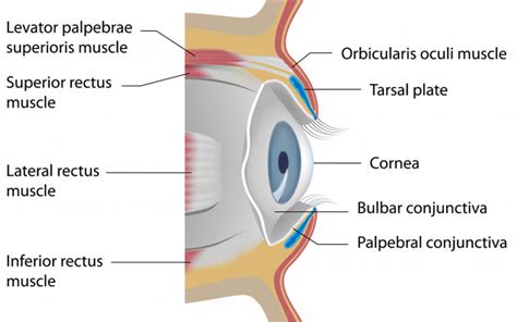 Raccoon eyes causes, racoon eye sign, diagnosis & treatment