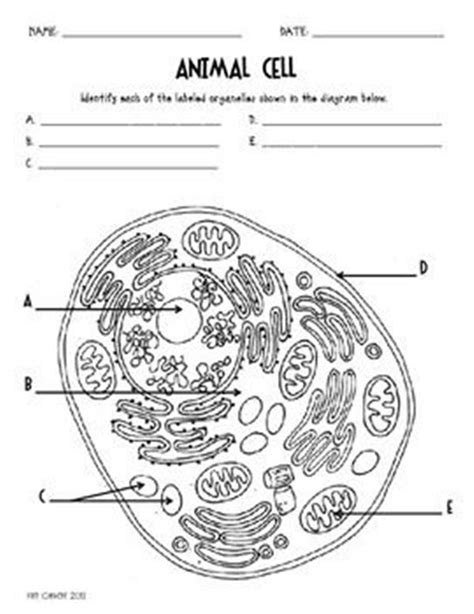 Blank Cell Diagram To Label