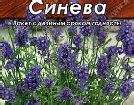 Лаванда Синева: описание сорта, характеристики, особенности посадки и ухода