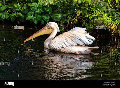 La Gran Pel Cano Blanco Pelecanus Onocrotalus Tambi N Conocido Como El