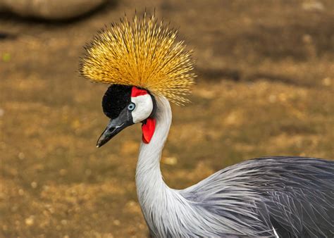 1000+ Interesting Crane Bird PhotosPexelsFree Stock Photos