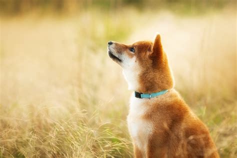 If You Invested 100 In Shiba Inu Here S How Much You D Have Now The