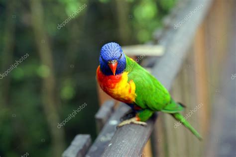 Parrots in rainforest. — Stock Photo © shatalkin #3725900