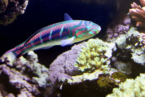 Ornate wrasse, or peacock wrasse. Saltwater Aquarium, Ocean Life, The ...