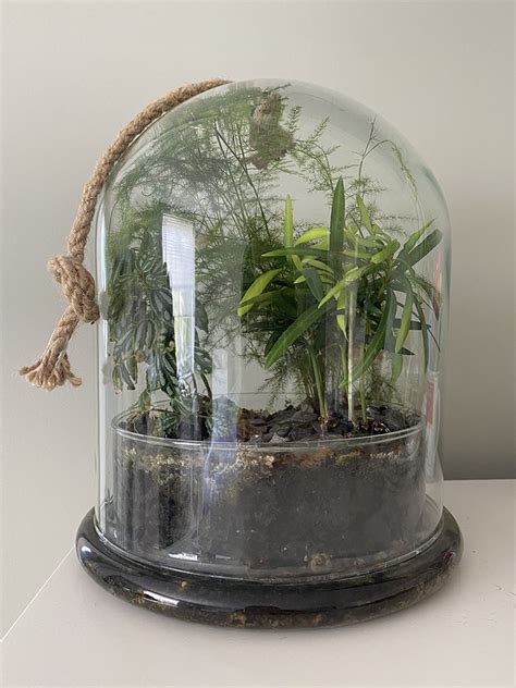 Which plants to use in a closed terrarium. - My Tasteful Space