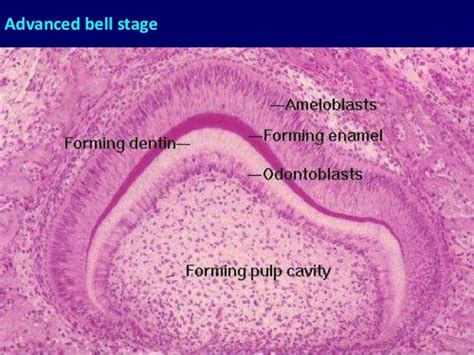 Tooth Development Hesham Dameer