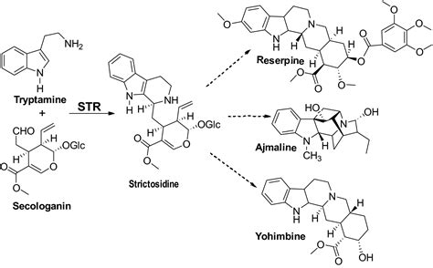 Ajmaline An Overview Sciencedirect Topics 55 Off