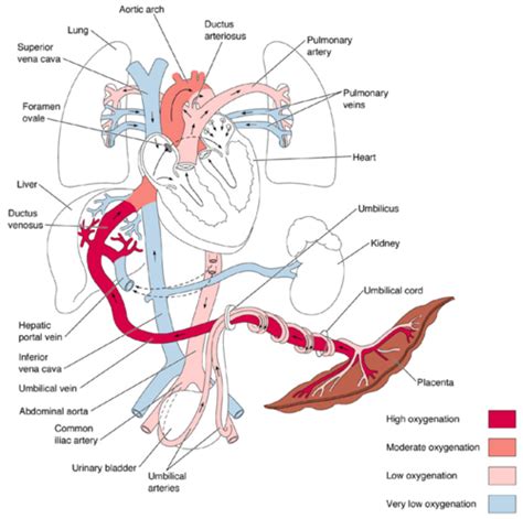 Circulation Maternal Fetal And Neonatal 54 Flashcards Quizlet