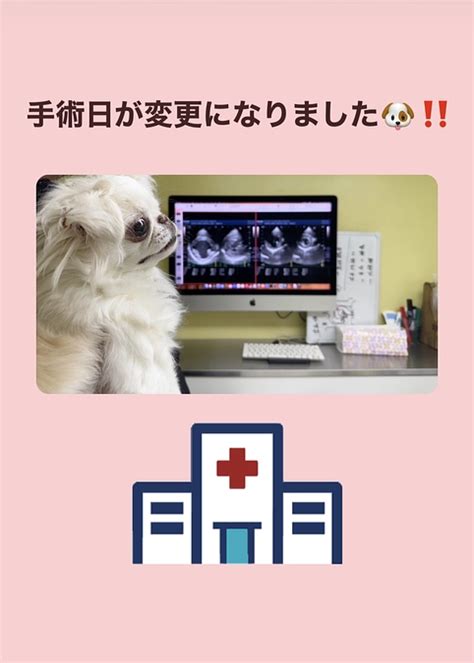 手術日変更のお知らせ🐶🏥とクラウドファンディング継続支援のお願い🙇‍♀️ こむぎを救いたい【僧帽弁閉鎖不全症】手術費用ご支援お願い致します