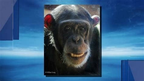 Oklahoma City Zoo Introduces New Chimpanzee