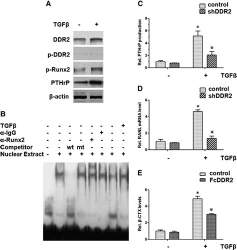 Ddr2 Is Responsive To Tgf β Stimulation A Tgf β Treatment Leads To