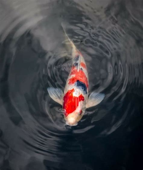 Jual Ikan Koi Jenis Lengkap Berkualitas Hubungi Agro Koi Farm Sekarang