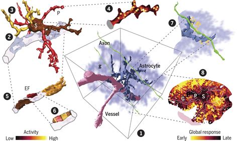 Three Dimensional Ca2 Imaging Advances Understanding Of Astrocyte