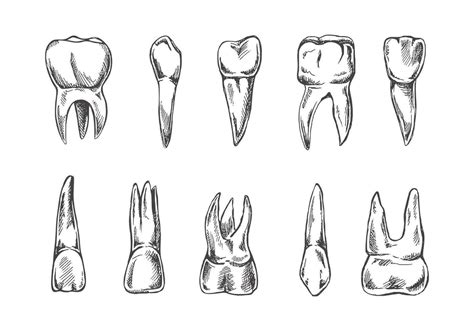 Human Teeth Vector Art, Icons, and Graphics for Free Download