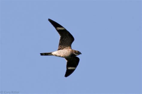 Boom Chachalaca Duluths Common Nighthawk Migration