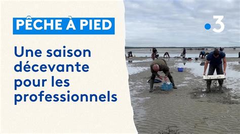 Pêche à pied une saison décevante pour les professionnels YouTube