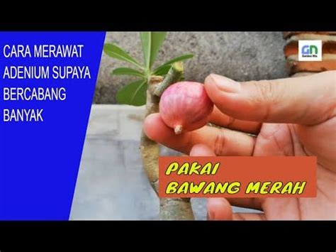 Cara Merawat Tanaman Adenium Agar Rajin Berbunga Ide Berkebun