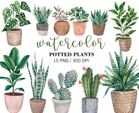 Watercolor Home Plants Clipart Potted Plants Clipart Cactus Etsy