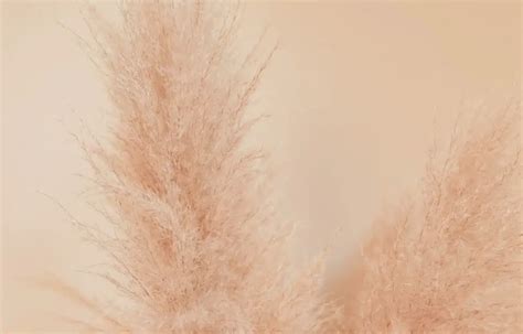 pink pampas grass