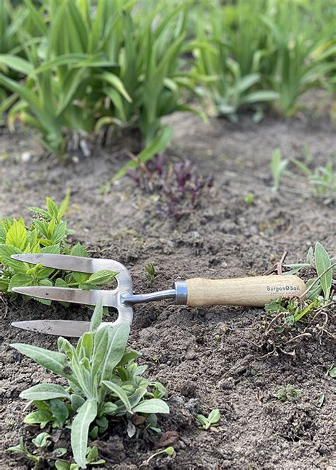Купить садовую вилку посадочную Burgon & Ball - Consta Garden интернет ...