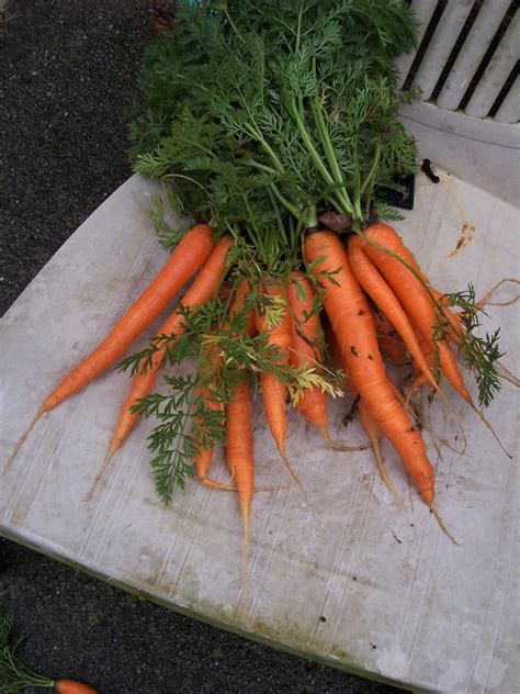 Carrot Daucus Carota Var Sativus Envy In The Carrots Database