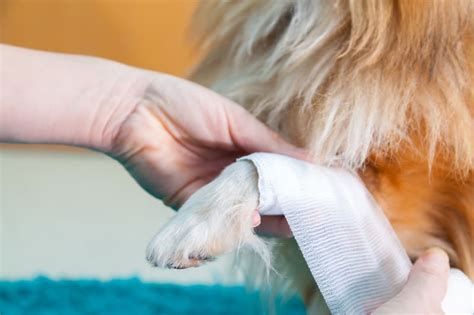 What To Do If Your Dogs Paw Pad Is Cut Houston County Vet