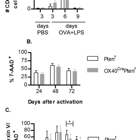 Ox40 Cre Pten F Cd4 T Cells Support Expansion Of Lymphocytes Download